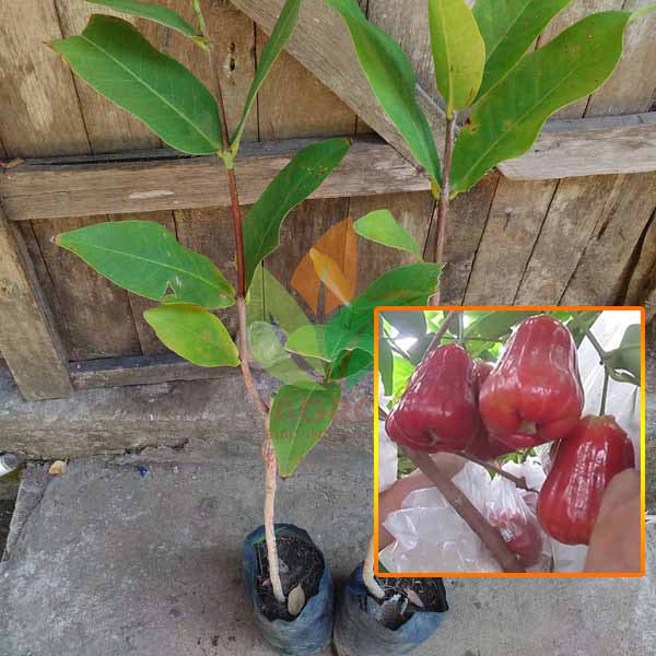 Jambu Air Thongsamsi