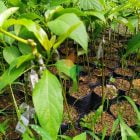 grosir bibit Alpukat