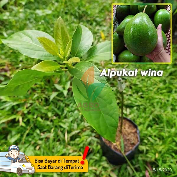 Alpukat Wina Daging Tebal