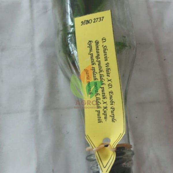 Anggrek Botol Jenis Bulan