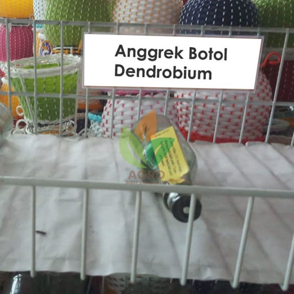 Anggrek Botol Jenis Dendrobium