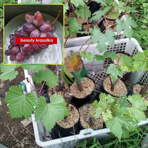 Anggur Import Beauty Krasotka