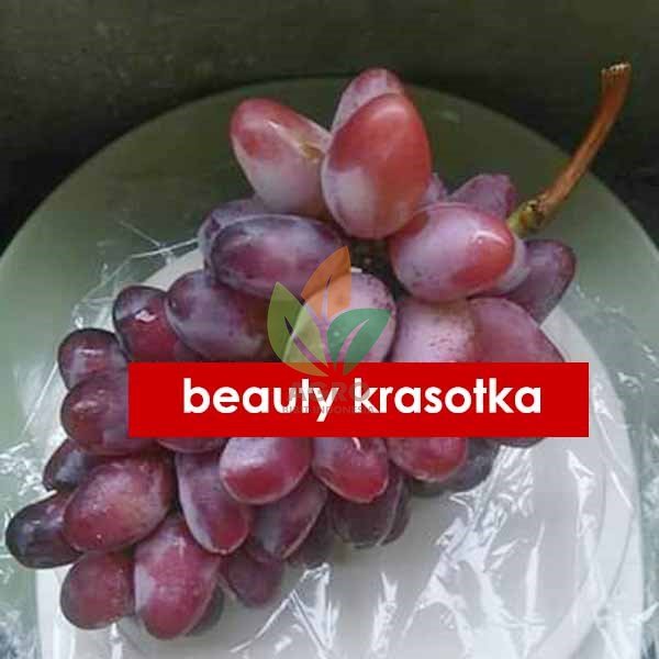 Anggur Import Beauty Krasotka