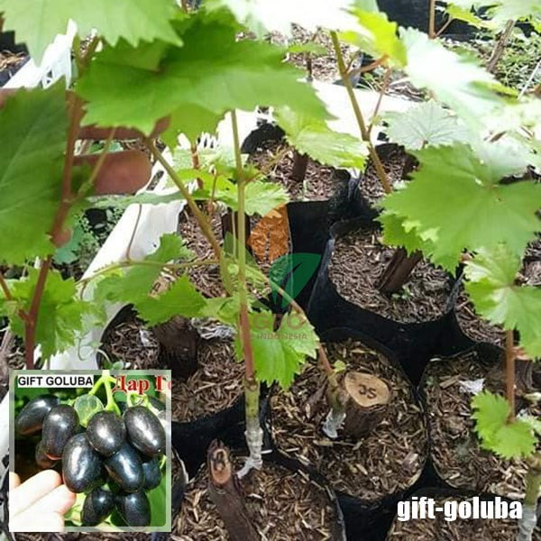 Anggur Import Gift Goluba