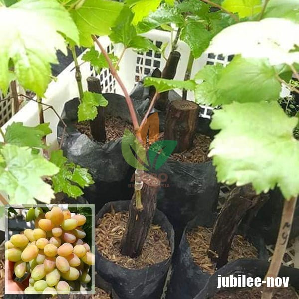 Anggur Import Jubilee Novocherkassk