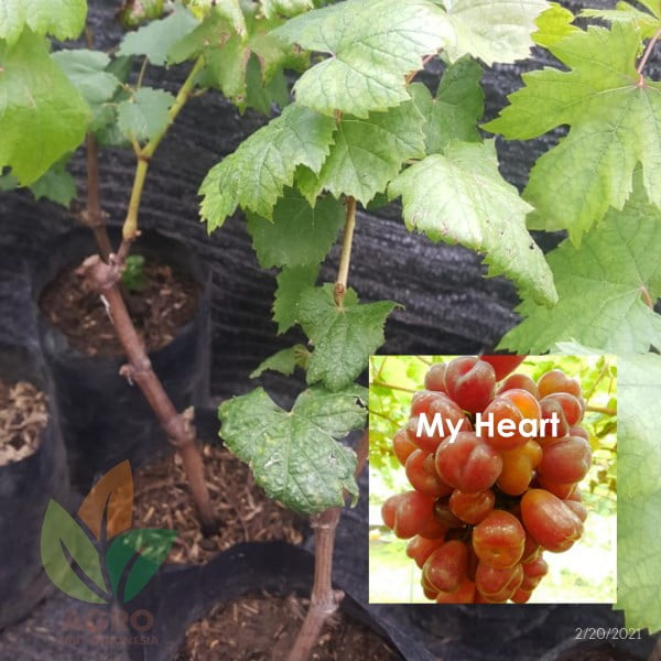 Anggur Import My Heart