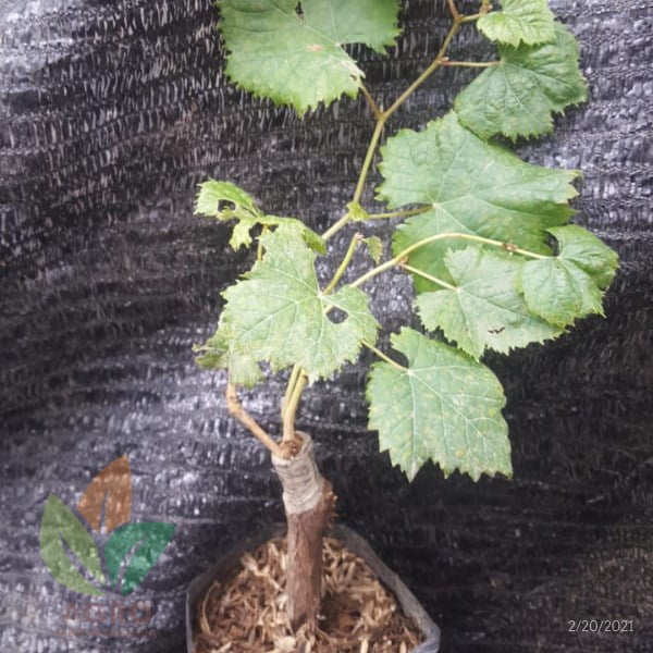 Anggur Import Shine Muscat