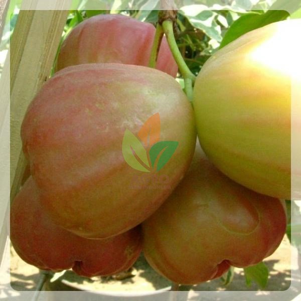 Pupuk Booster Jambu Air Cepat Buah