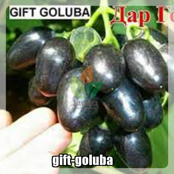Anggur Import Gift Goluba