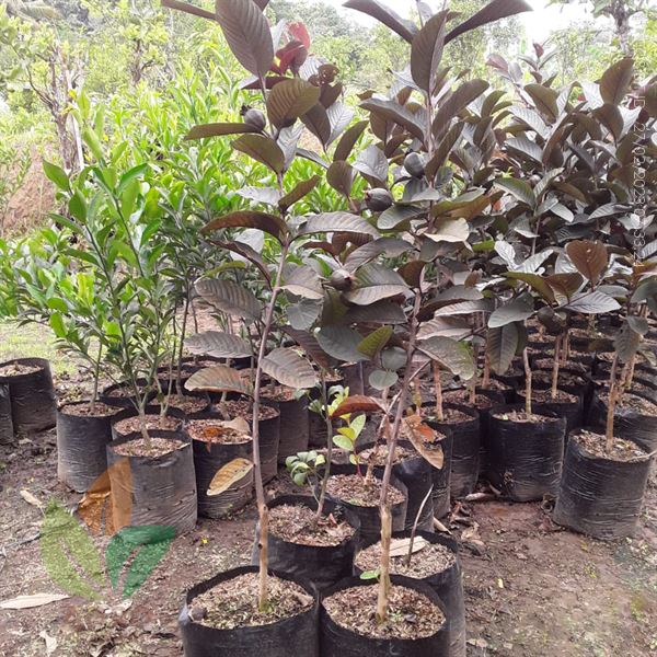 Jambu Biji Australia Ungu