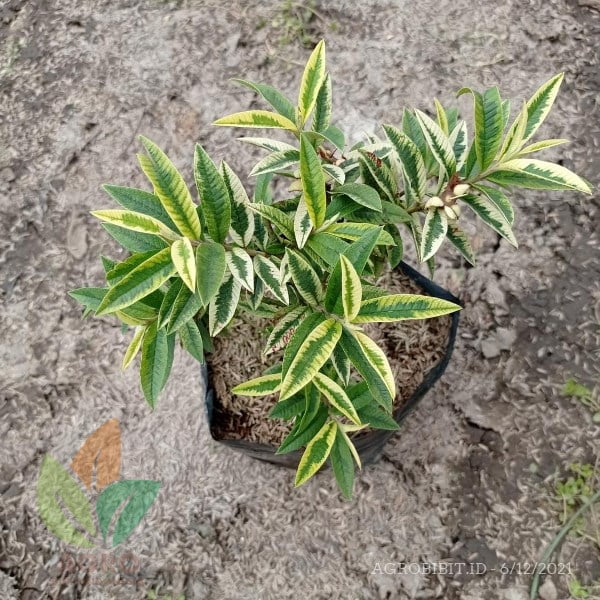 Jambu Biji Varigata