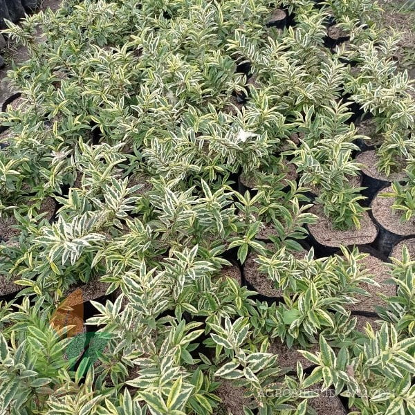 Jambu Biji Varigata