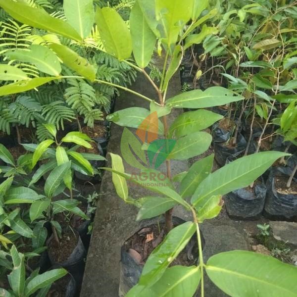 Jambu Air Jayen Rose