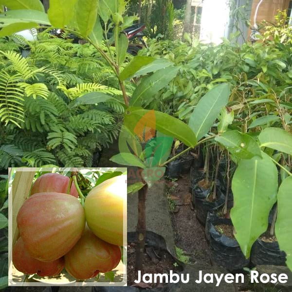 Jambu Air Jayen Rose