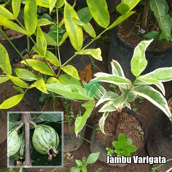 Jambu Biji Varigata