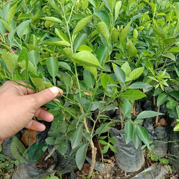 Jeruk Limau untuk Sambal