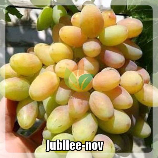 Anggur Import Jubilee Novocherkassk
