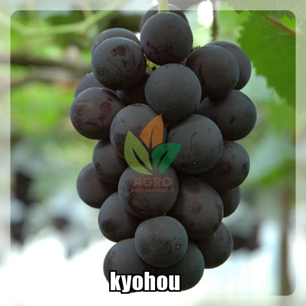 Anggur Import Kyohou China