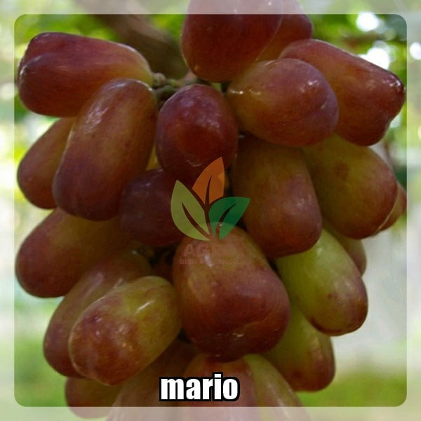 Anggur Import Mario