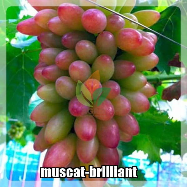 Anggur Import Musical Brilliant