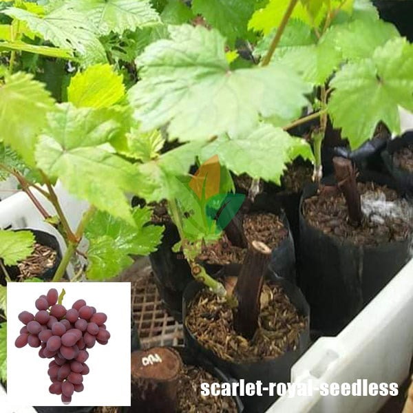 Anggur Import Scarlet Royal Seedless