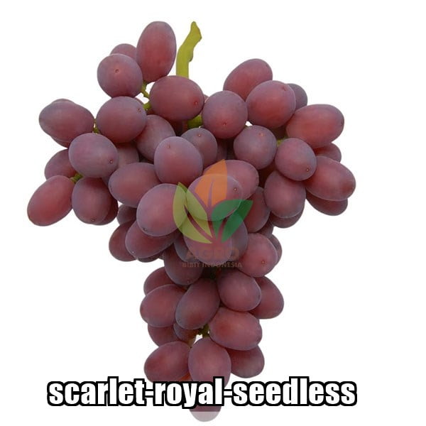 Anggur Import Scarlet Royal Seedless