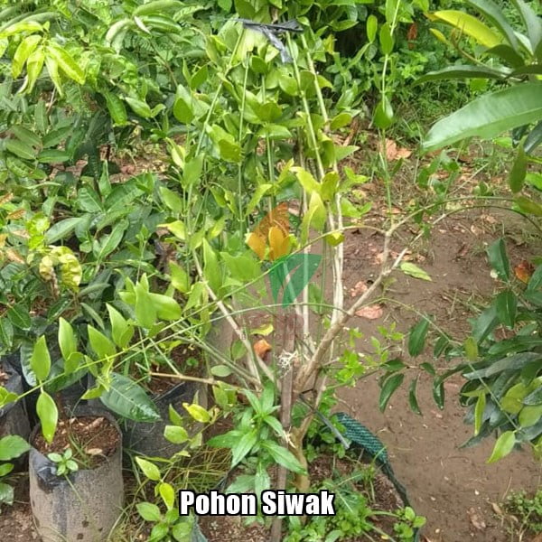 Pohon Kayu Siwak 2 Meter
