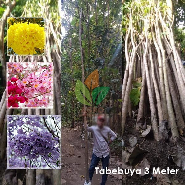 Ada Berapa Warna Tanaman Tabebuya?