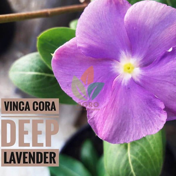 Jual Biji Bunga Vinca  Deep Lavender Agro Bibit ID