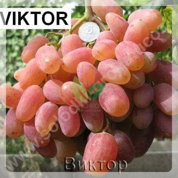 Anggur Import Viktor