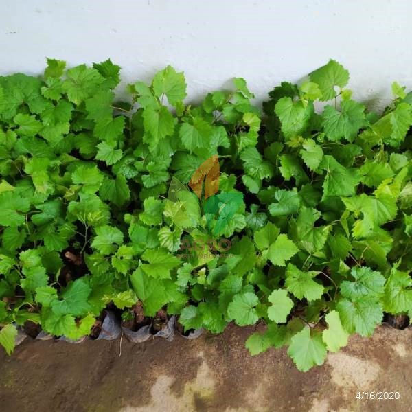 Paket Anggur Lokal Isi 5