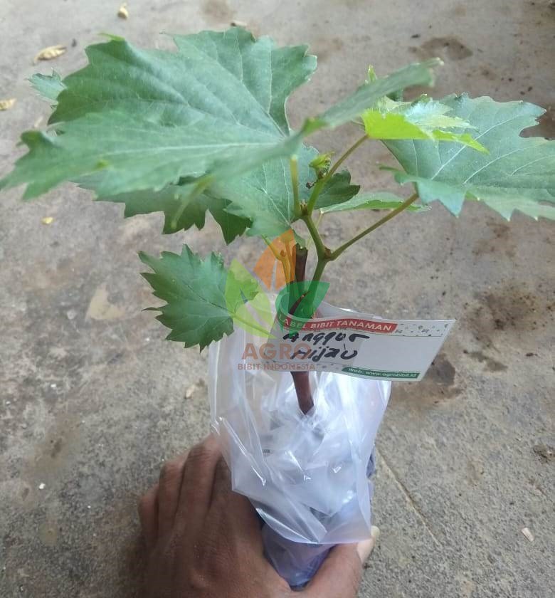 Paket Anggur Lokal Isi 5