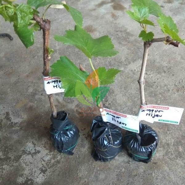 Paket Anggur Lokal Isi 5