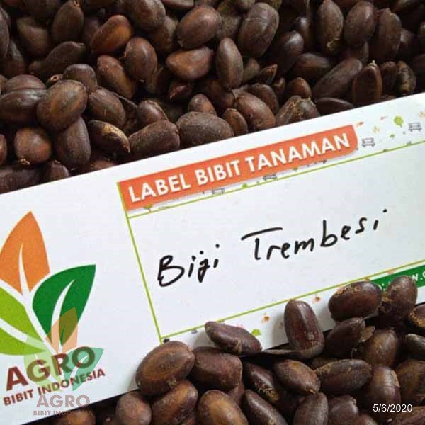 Jual Biji Pohon Trembesi  Harga Murah Agro Bibit ID