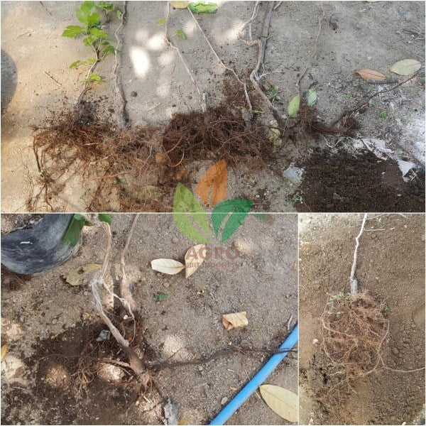 Anggur Import BareRoot