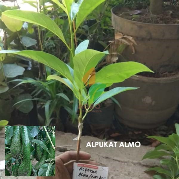Alpukat Almo Panjang