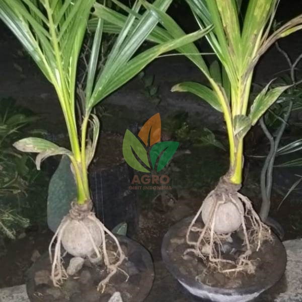 Bonsai Kelapa Unik