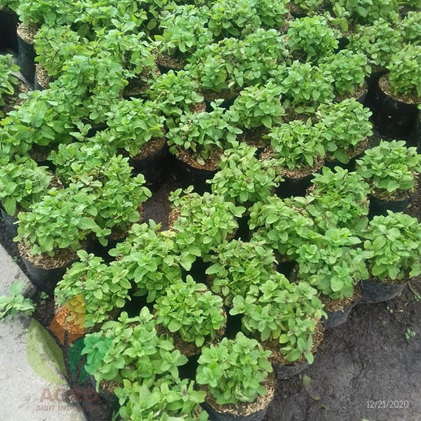 grosir bibit mint murah