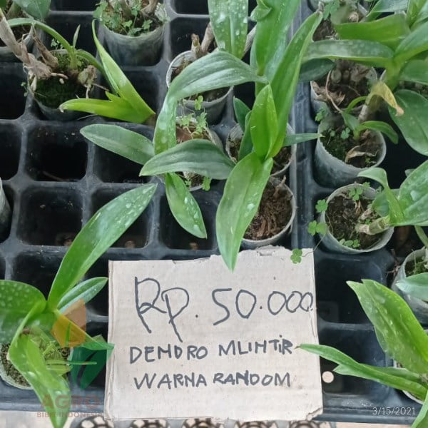 Anggrek Remaja Aneka Jenis