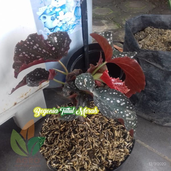 Begonia Tutul Merah