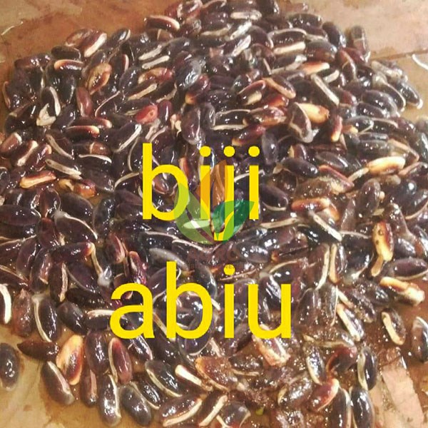 Biji Sawo Abiu Australia