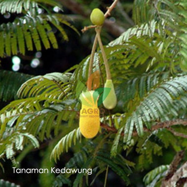 Biji Tanaman Kedawung