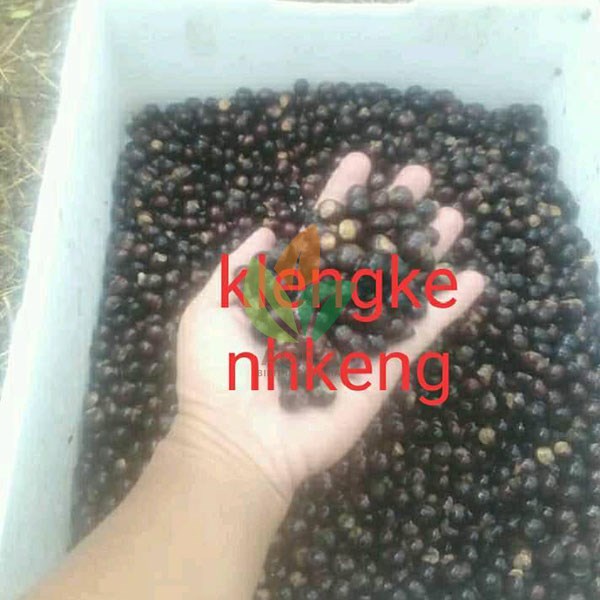 Biji Kelengkeng