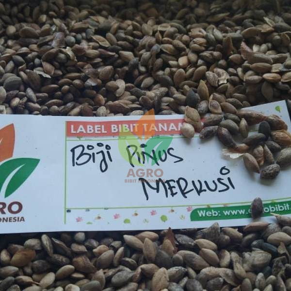 Biji Pinus Merkusii Siap Semai Kirim ke Kota Pematang Siantar