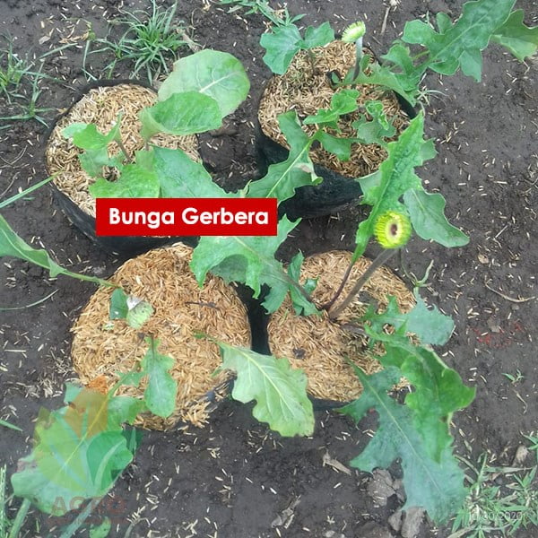 Jual Bibit Bunga Gerbera Cantik Agro Bibit Id