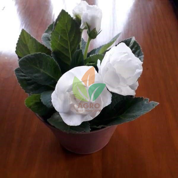 Bunga Gloxinia Putih