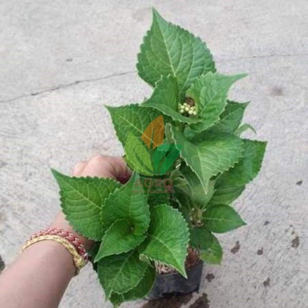 Bunga Hortensia Warna Pink