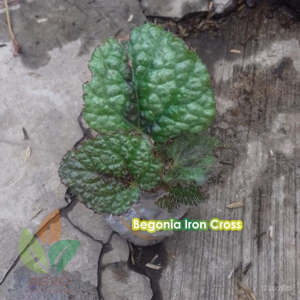 Begonia Iron Cross