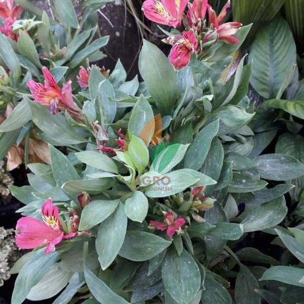 Bunga Peruvian Lily Pink