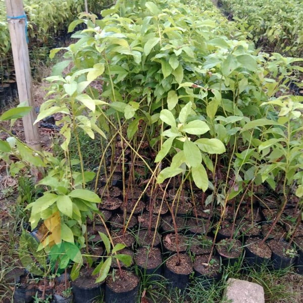 harga alpukat asal biji murah